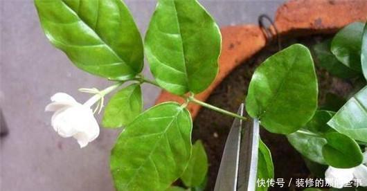 此个|栀子花总是掉花苞,茉莉花也不开花,肯定是因为此个