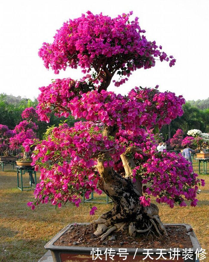 磷酸二氢钾|三角梅促花“小技巧”，让枝条猛增，越开花越有劲