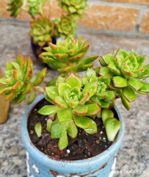 夏季买多肉,正确“上盆姿势”,千万别浇水,浇水必烂根黑腐