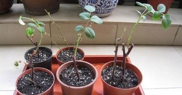 生根率|扦插月季学会5种方法,一个“窍门”全能活,小苗“泛滥”,变成月季园