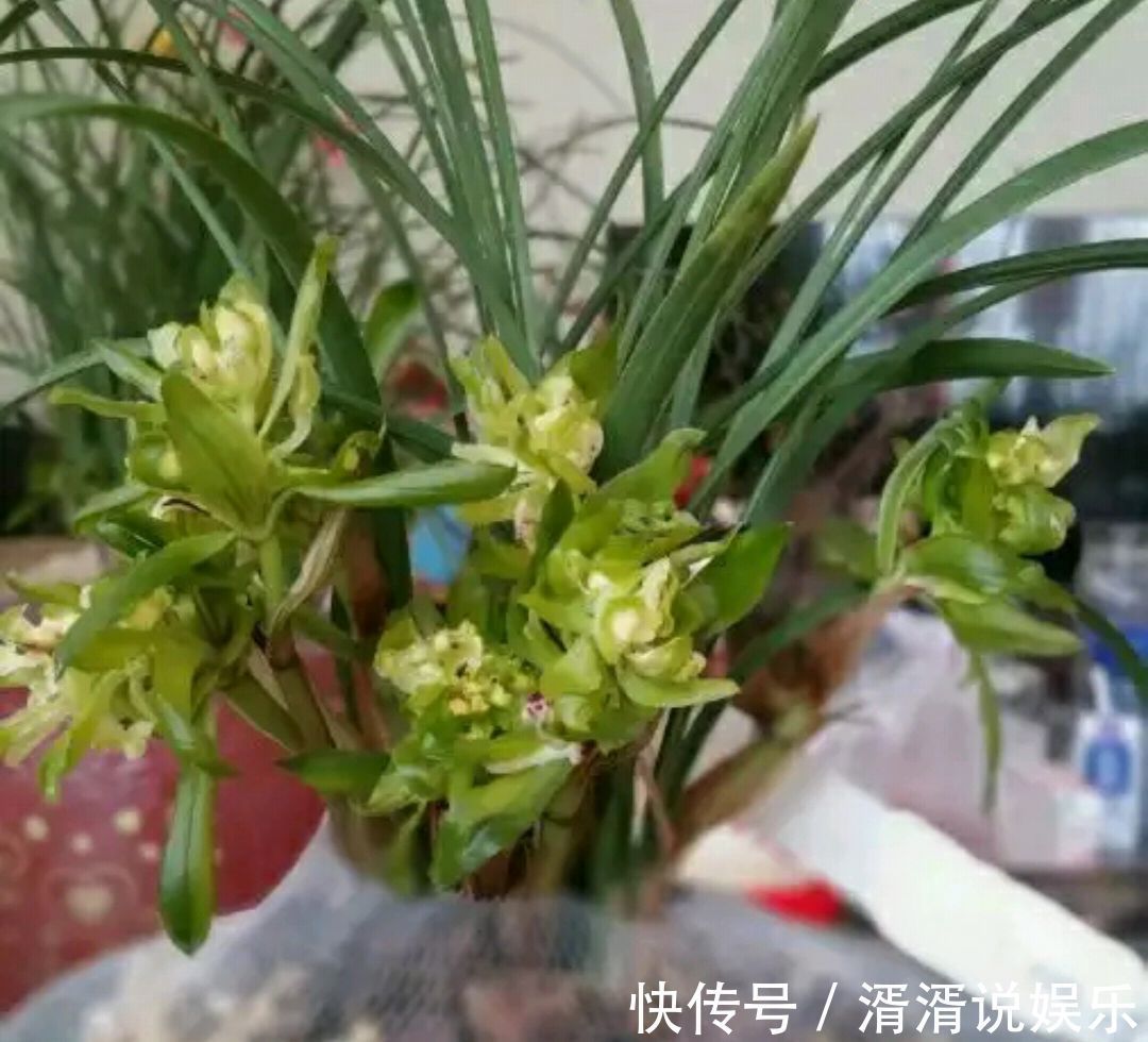 兰花芦头|只有根系没有叶片的兰花还能养吗挖个坑埋起来，一个月见惊喜