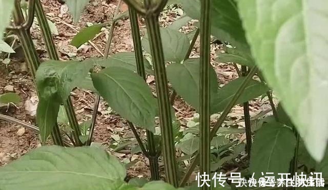 野草|“两脚不能拿,专吃八棱麻”,农村这种野草,专治风湿类骨痛病!
