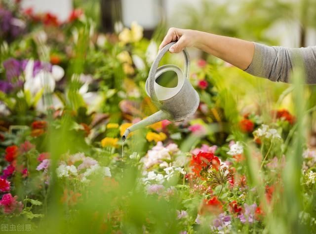 植株|养花高手都是这样浇水的,养一盆爆一盆,真是活到老学到老