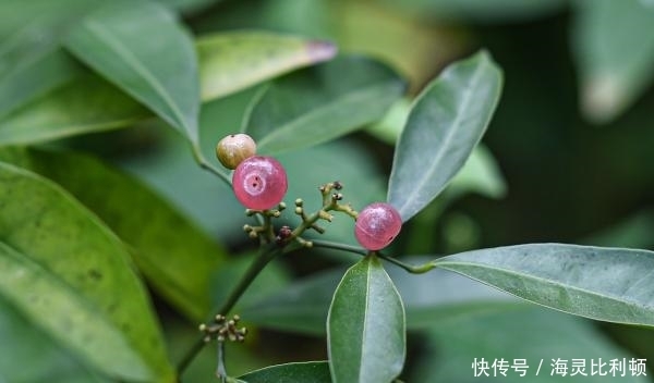 神奇植物在这里 快资讯 神奇植物在这里 快资讯