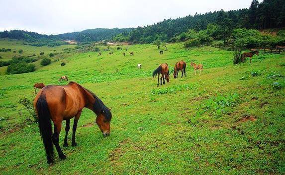 东莞|重庆仙女山春季旅游攻略