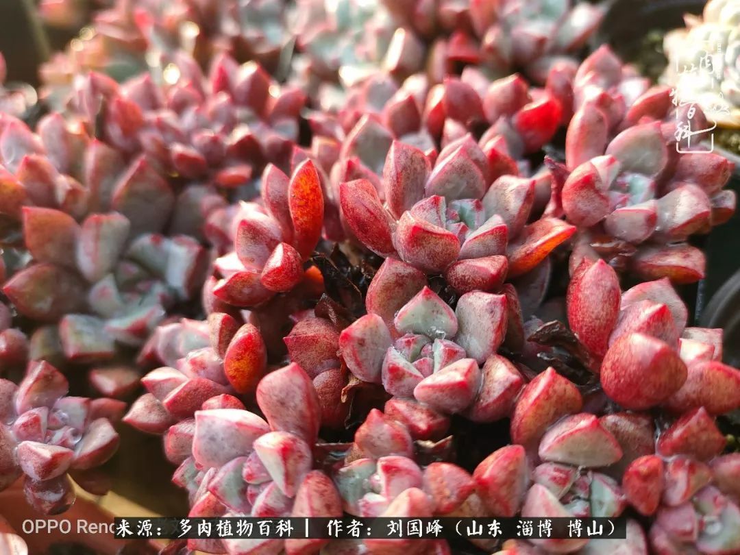 贵的不一定是对的,你的多肉究竟值多少钱附冬季养护攻略!