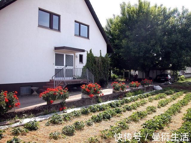 茅草庐|关于乡村的19首诗词那年村口那头牛,满载春风与自由