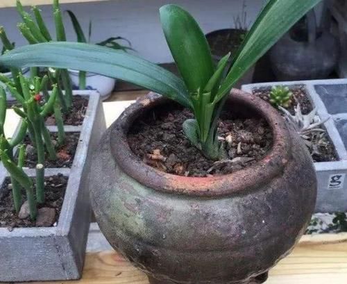 这几样东西当花盆,能给植物颜值“加分”,你信吗?