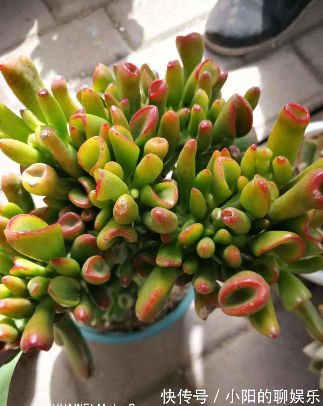 玉树能吸财，叶子长成存钱筒，太阳一晒红彤彤