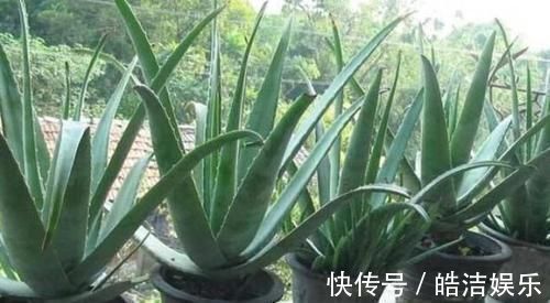 叶片|4种花很漂亮,养家里1盆,幸福、财源滚滚,一养就是10年!