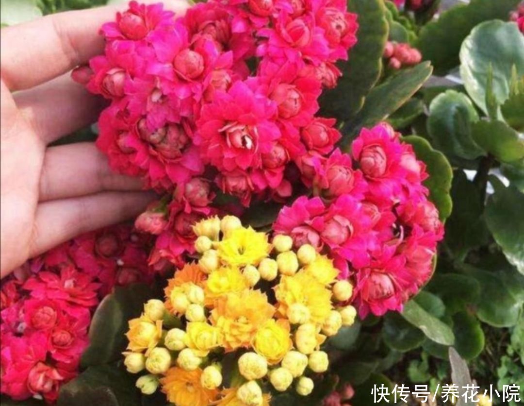 家里养这2种花，开完花后剪一剪，很快就能再开花