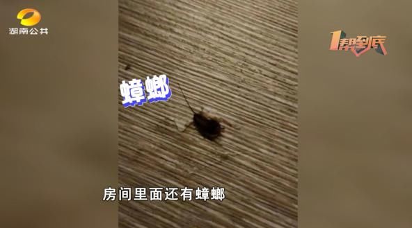尹店长|14900元的月子中心发现蟑螂吃出塑料？消费者：月嫂更离谱