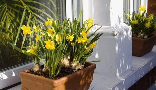 花卉|家家都有的1种垃圾,知道此个小技巧,土壤不板结,养啥花都旺