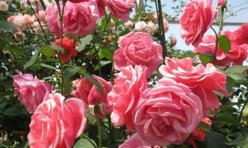 月季花掉叶不长花苞?仔细一看长了叶斑病,别心急这样救