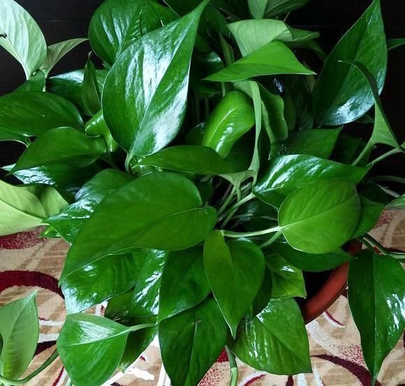 植株|养花“杀手”都有的5个毛病,难怪买花“养1盆死1盆”,要改正了