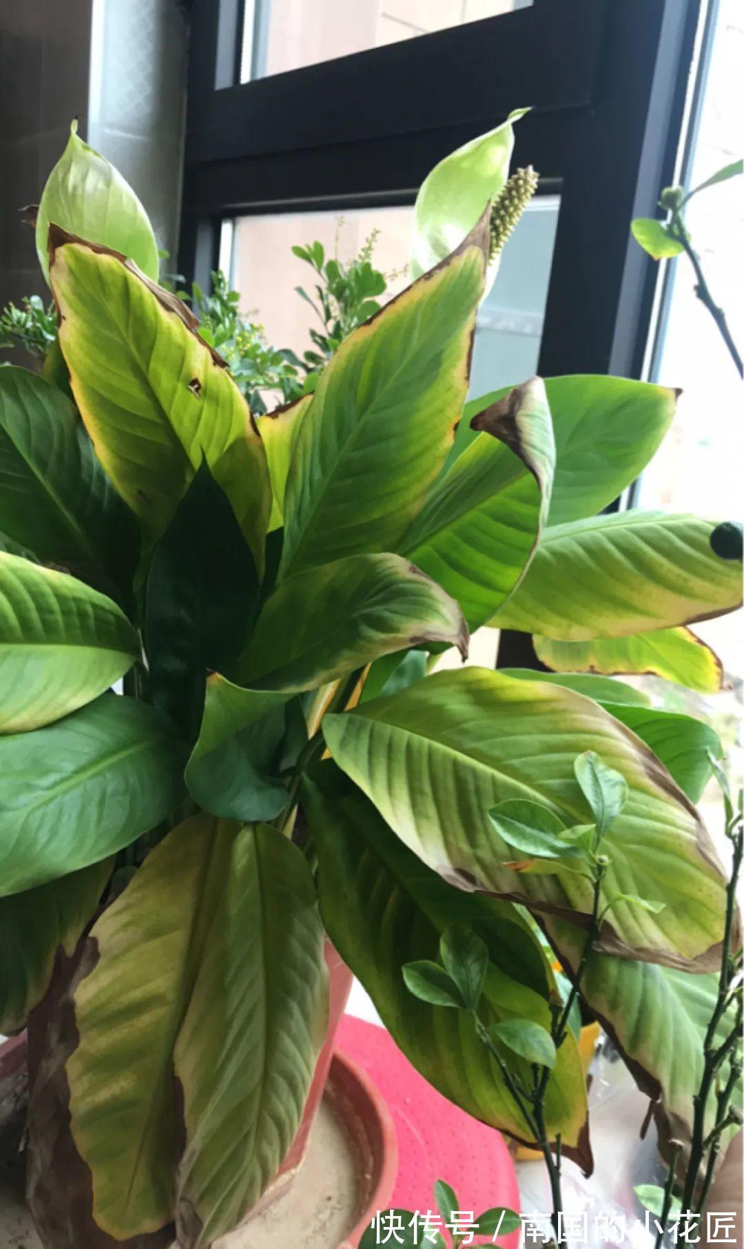 叶片|夏天怕晒的花，赶紧搬到阴凉地儿，再晒成枯杆了