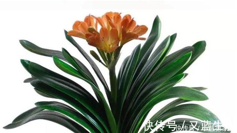 养君子兰要先养好根，三种东西养根又护根，多年经验积累