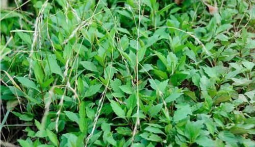 马兰头|农村地头用来喂猪的野菜,却可以预防癌症,赶走大肚腩,早食早好