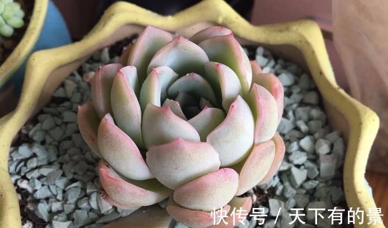 冰梅|多肉植物冰梅很香,但却不好养,这3方面要多下功夫