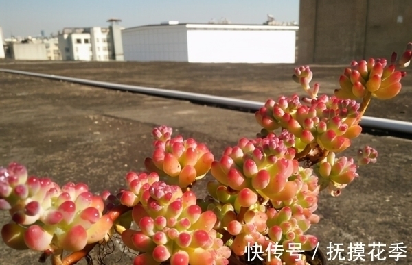 多肉植物|多肉乙女心,天暖盆栽时多晒太阳、适量低温才能让叶子越长越美