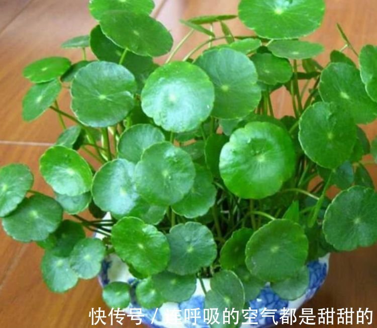 4种花养家里,不仅能净化空气,还能旺财镇宅好!