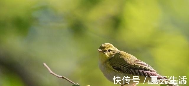 天涯|李商隐晚年一首诗，开头唯美，最后两句极为伤悲，堪称千古绝句