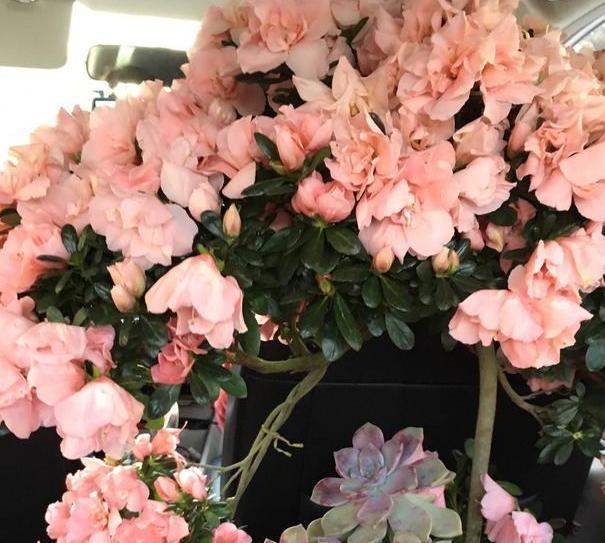 养茶花、杜鹃花，不懂得这4方面需求，盆栽成活、开花难度极高