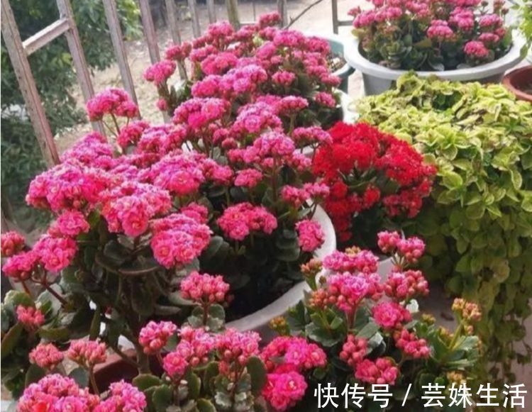 养护|邻居逛花市，只买这“3种花”，开花漂亮又好养，越养越上瘾