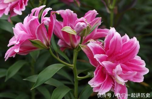 4种花,再好看也别再卧室养,虽然好看,但不合适!