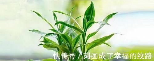 超美|阳台上种什么植物好？这些花养在阳台超美！