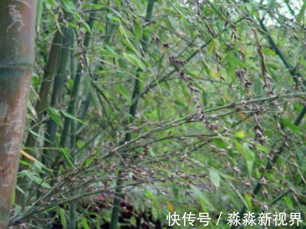 老话说“竹子开花,赶紧搬家”,什么意思真的有这么危险吗