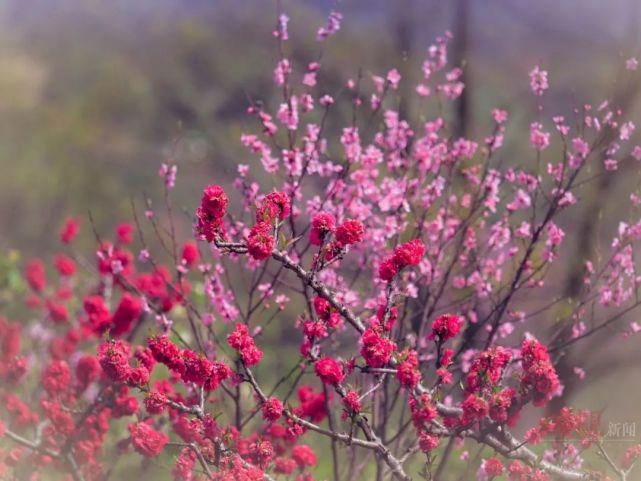 来这里，探寻“粉红花海”……