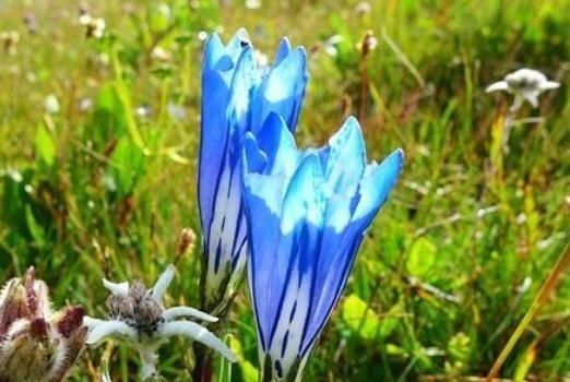 龙胆花到5月 不吃 它 就难开花 10天一口 花儿满盆 亮晶晶 快资讯