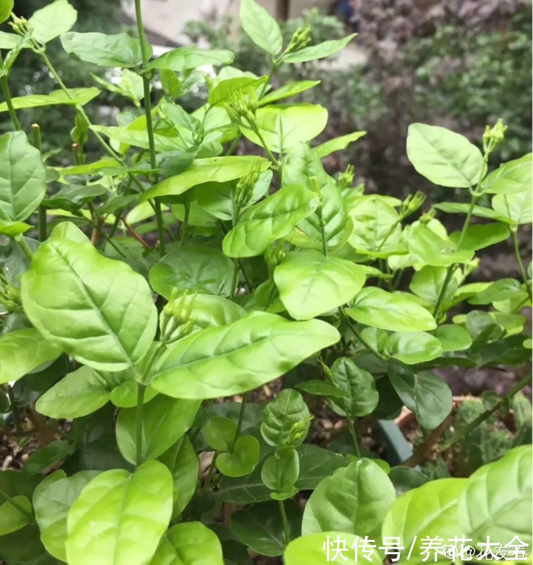 月季|8种花，现在快施肥，秋天开出满树花