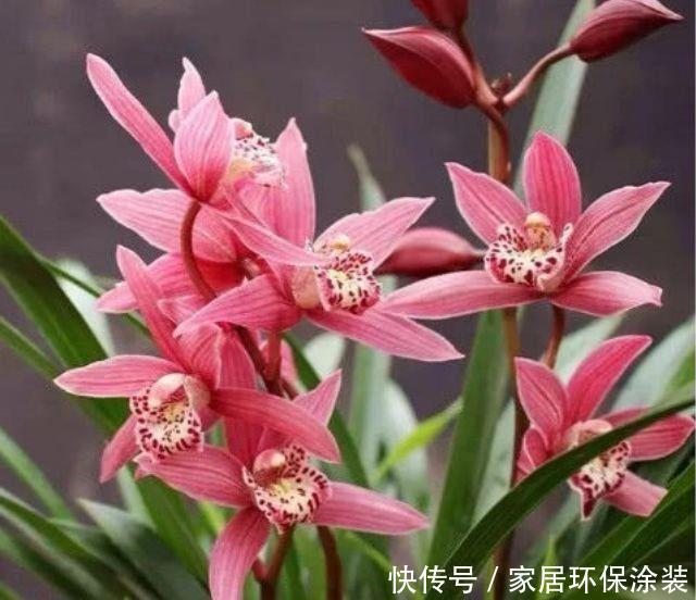 4种花四季开花不断，阳台变成小花园，漂亮好养受欢迎