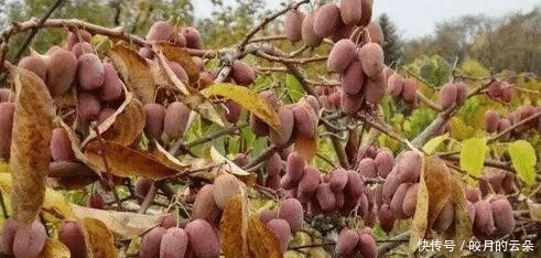家里院子别空着，此树要栽2棵，果子甘甜可口，比普通水果好吃！