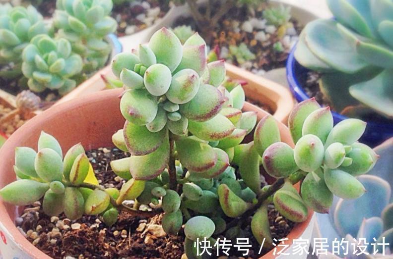 多肉|这5款多肉一点都不输花卉，勺状叶排序如娇花，还能散发出幽香