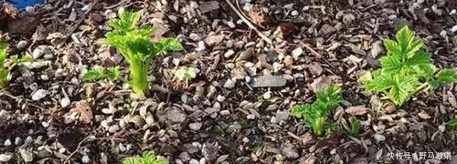 黄叶|想要酸性土养花该怎么弄兑点它们，喜酸植物不再黄叶掉花苞