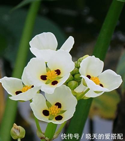 叶片|管不住手就养10种花,颜值高好养护,丢水里呼呼长满盆