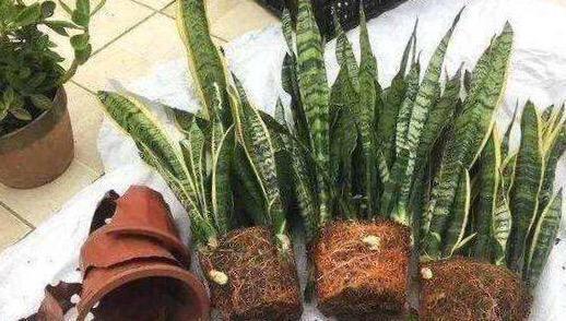 养虎尾兰，一个小技巧，长得快、侧芽多、叶厚实，3个月长爆盆