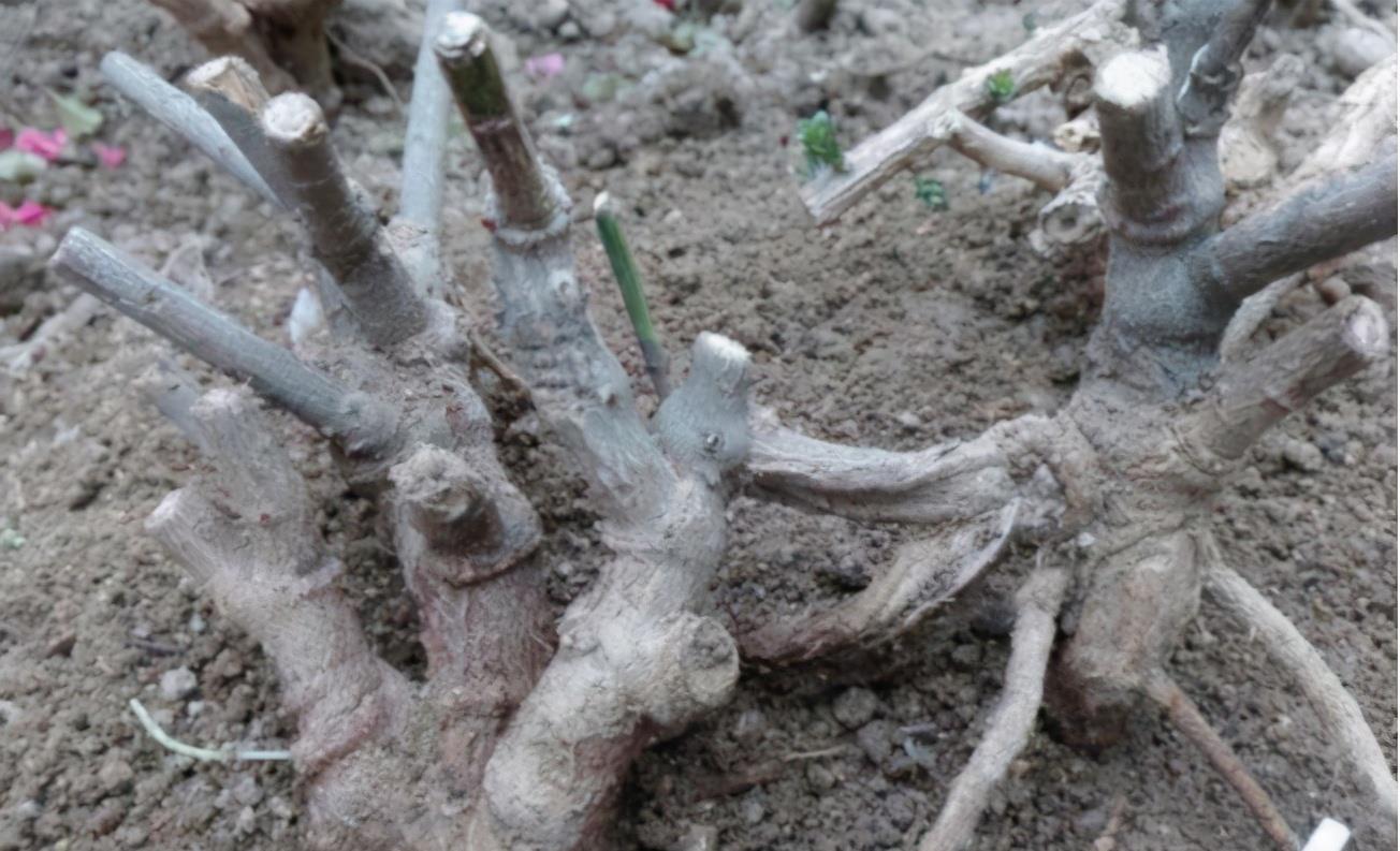 挑战用树桩打造盆景，满足这3要求，个个美如画、增值不少