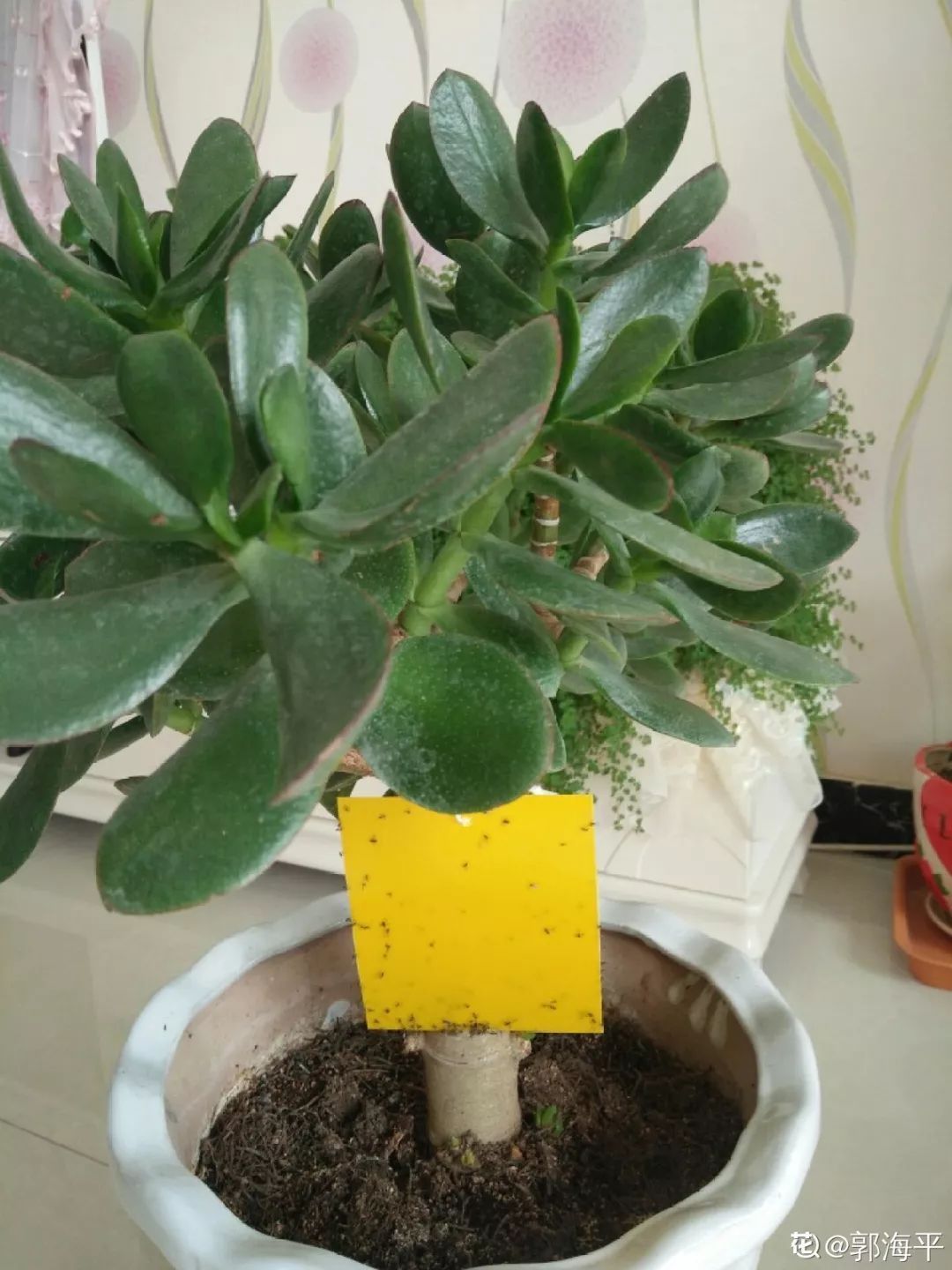 自制养花杀菌水，7天浇一勺，虫子全死光，再也不黄叶！