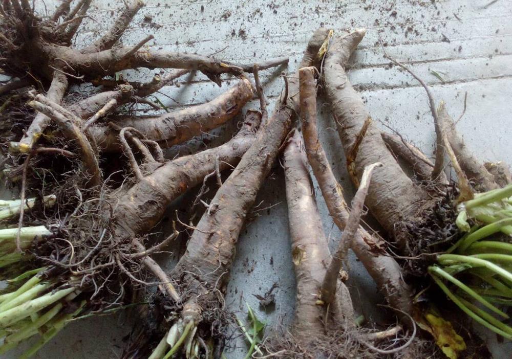 国外|原产自我国,味道酸甜似山楂,国外当蔬菜,国内当药材