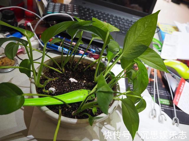 绿萝|怎样给绿萝换盆记住1个“小步骤”,新叶蹭蹭长,绿油油爬上墙