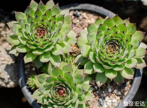 景天科|最抗冻的5种多肉，零下10℃都冻不死，还长得肥嘟嘟