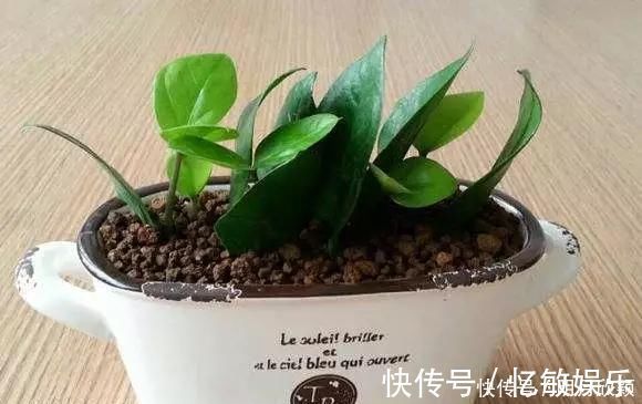 枝条|养花爱好者看过来这15种花现在“扦插”，生根快，一个周就长芽