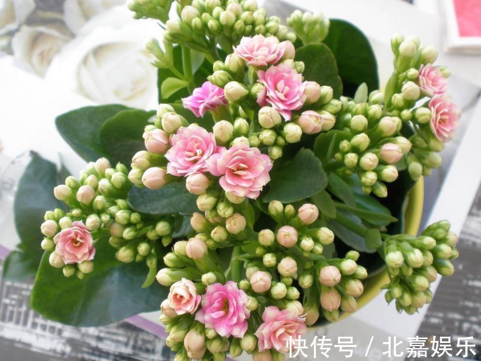 睡眠质量|适合卧室养的3种花，让你一觉睡到大天亮，远离失眠