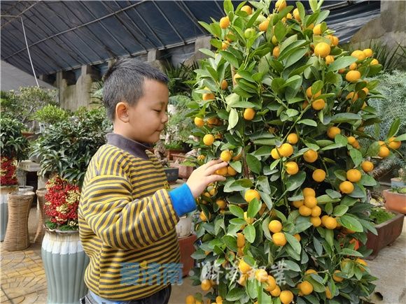迎春节、寻“年味”!丨花团锦簇春光美 来花的海洋感受桂馥兰香的“年味”