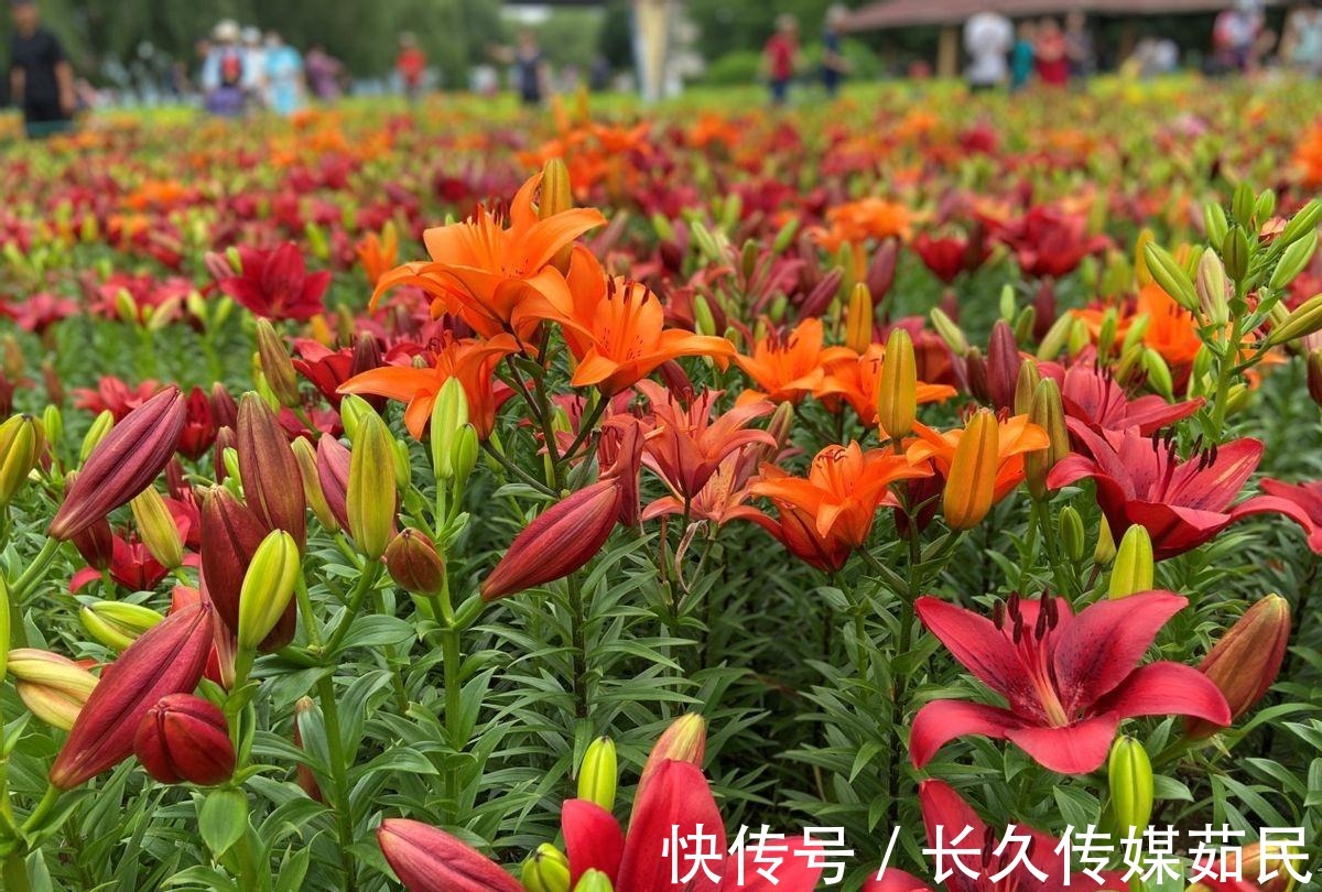 百合花|沈阳沈水湾公园:又美又仙百合花海