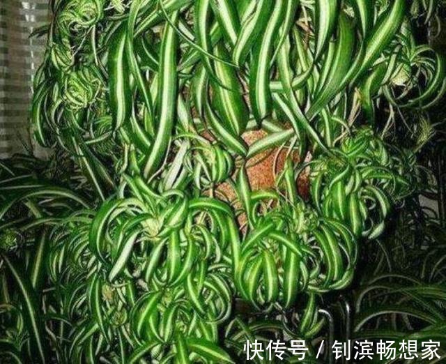 绿萝吊兰就好“一口酒”,2周喝上一杯,叶子翠绿、新芽挤爆盆